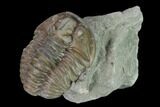 Bargain, Prone Flexicalymene Trilobite - Mt Orab, Ohio #137505-1